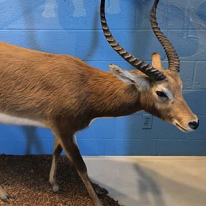 CMNH Black Lechwe