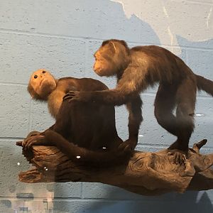 CMNH Capuchin Monkeys