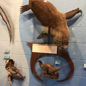 CMNH Animal Display