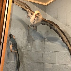 CMNH Albatross and Quetzal