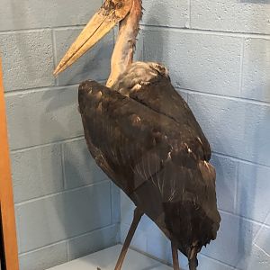 CMNH Marabou Stork