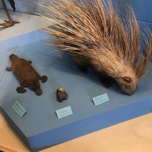 CMNH Platypus and Crested Porcupine