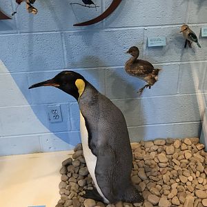 CMNH King Penguin and Other Birds