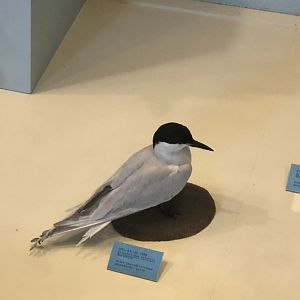 CMNH Gull-billed Tern