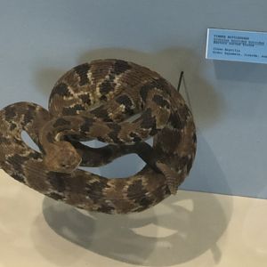 CMNH Timber Rattlesnake