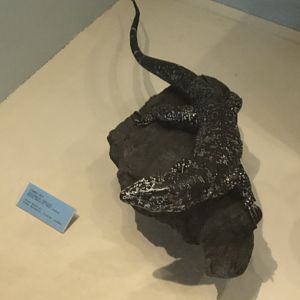 CMNH Monitor Lizard