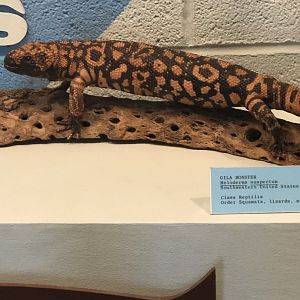 CMNH Gila Monster