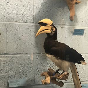 CMNH Oriental Pied Hornbill