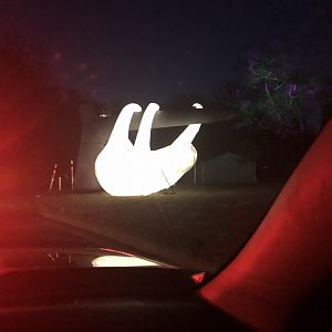 Linne's Two-Toed sloth Blow-up- Minnesota zoo Drive-through event.