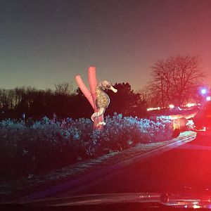 Northern Seahorse Blow up-Minnesota zoo drive-through event
