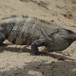 Mexican spiny-tailed iguana - Cancún, QR Mexico