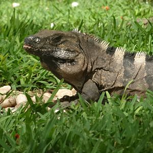Black iguana - Isla mujeres, QR Mexico