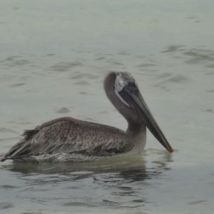 Brown pelican - Cancún, QR Mexico