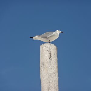 Laughing gull - Cancún, QR Mexico