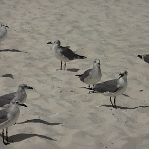 Laughing gulls - Cancún, QR Mexico