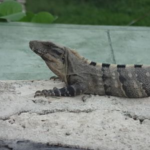 Black iguana - Cancún, QR Mexico