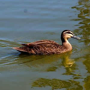 Pacific Black Duck (Anas superciliosa) - December 2018