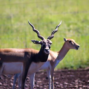 Blackbuck (Antilope cervicapra) - December 2018