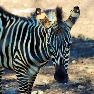 Grant's Zebra Foal (Equus quagga boehmi) - December 2018