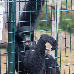 Siamang (Symphalangus syndactylus) - February 2020