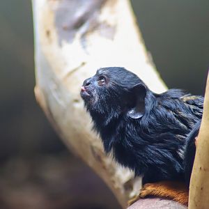 Red-handed Tamarin (Saguinus midas) - February 2020