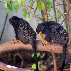 Red-handed Tamarins (Saguinus midas) - July 2020