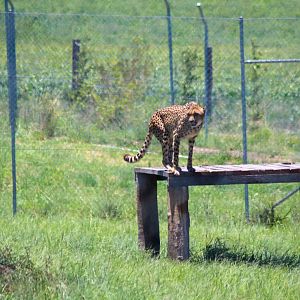 Cheetah (Acinonyx jubatus) - December 2018