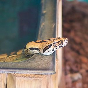 Boa Constrictor (Boa constrictor) - December 2018