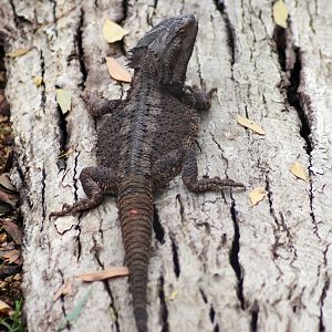 Eastern Bearded Dragon (Pogona barbata) - February 2020