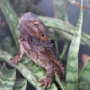 Eastern Bearded Dragon (Pogona barbata) - February 2020