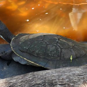 Macquarie Turtle (Emydura macquarii) - December 2018