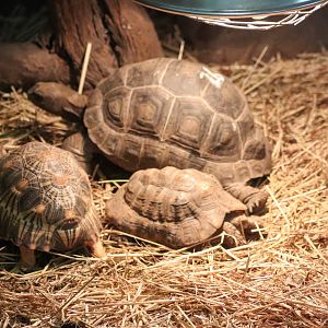 Three Species of Tortoise - December 2018