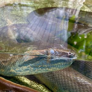 Anaconda about to shed...