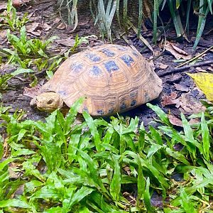 Elongated tortoise- Asian Turtles exhibit