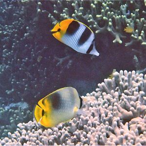 Chaetodon ulietensis and possible hybrid