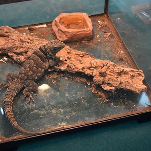Madagascan collared iguana/Cuvier's Madagascar swift（Oplurus cuvieri）