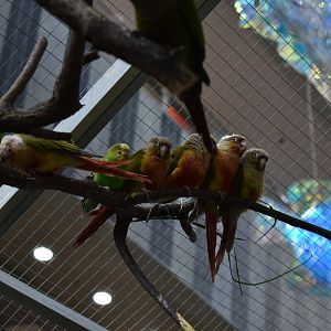 Green cheeked Parakeets（Pyrrhura Molinae）and Budgerigars（Melopsittacus undulatus）