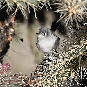 blue gray gnatcatcher