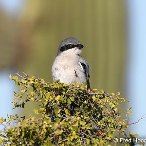 loggerhead shrike