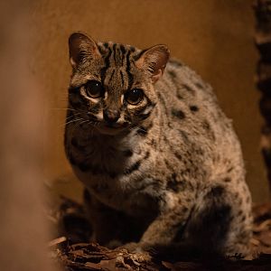 Palawan leopard cat - Prionailurus bengalensis heaneyi