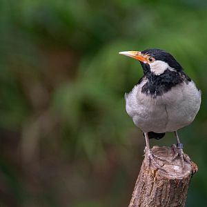 Asian pied starling - Gracupica contra