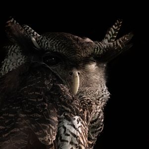 Barred eagle-owl - Bubo sumatranus