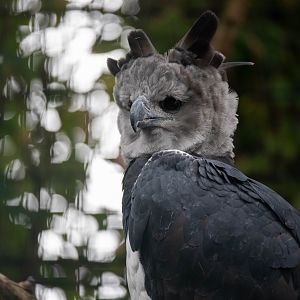 Harpy eagle - Harpia harpyja