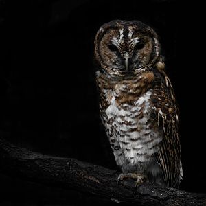 Rusty-barred owl - Strix hylophila