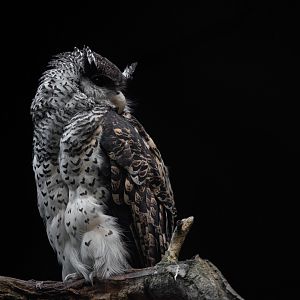 Sri Lankan spot-bellied eagle-owl - Bubo nipalensis blighi