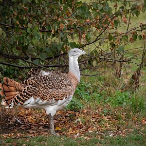 Great bustard - Otis tarda