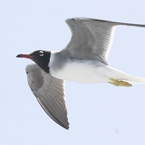 White-eyed Gull