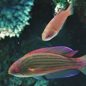 Paracheilinus octotaenia