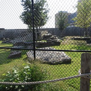 Domestic Goat exhibit