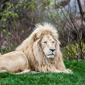Fintan the male White Lion